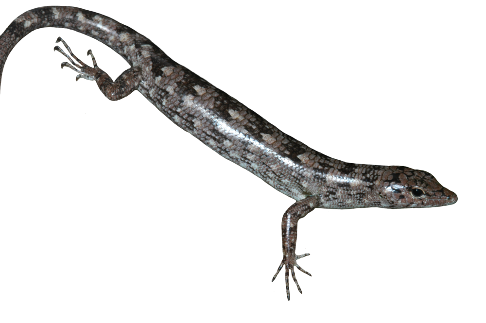 Prasinohaema semoni , a green blooded lizard from the lowlands of Papua New Guinea. Note this lizard is not green in outward coloration even though its blood, bones, and muscles are lime-green colored. Photo: Christopher Austin