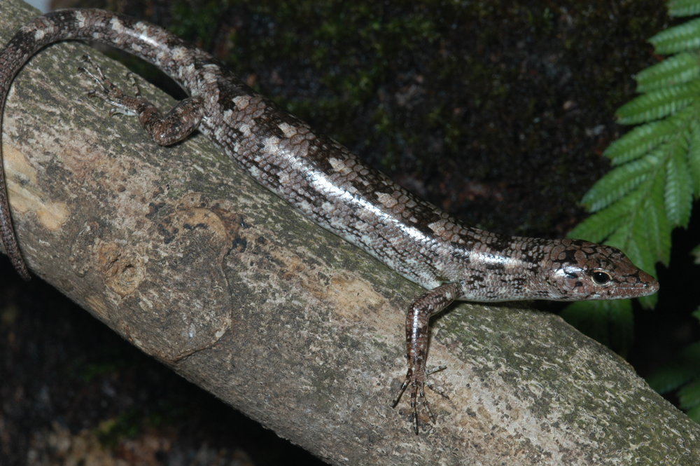 Prasinohaema semoni &nbsp;is a gray green blooded lizard that hangs out on tree trunks. The diverse ecology of  Prasinohaema &nbsp;lizards makes it difficult to pinpoint the ecological pressures that shaped this unusual physiology. Photo credit: Christopher Austin.