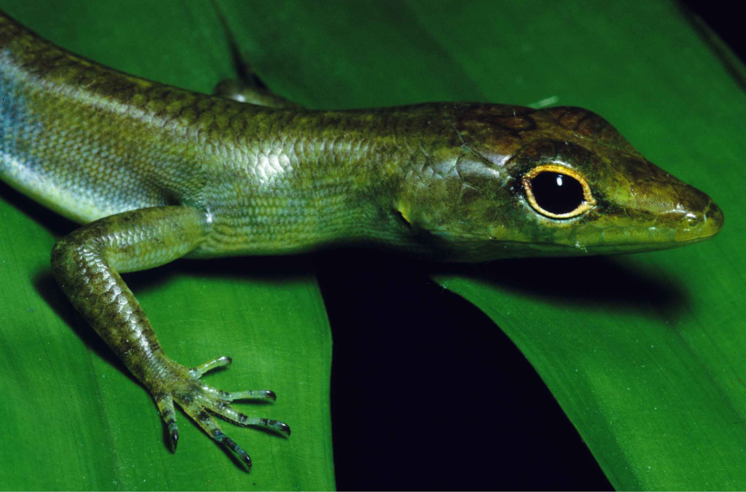 Prasinohaema virens,&nbsp; a low elevation species of green blooded lizard. Photo credit: Christopher Austin.&nbsp;
