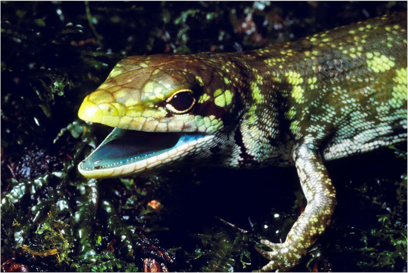Defensive display of a female  Prasinahaema prehensicauda . The green coloration can be seen in the blood, muscles, bones and mucosal lining. Look at her mouth and tongue! Photo Credit: Christopher Austin.