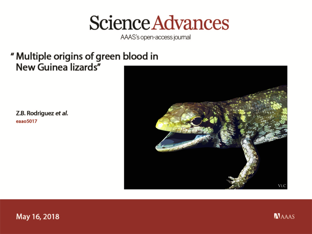 Our paper in Science Advances is out: "Multiple origins of green blood in New Guinea lizards". Thanks to Vivien Chua for the beautiful digitized  Prasinohaema prehensicauda