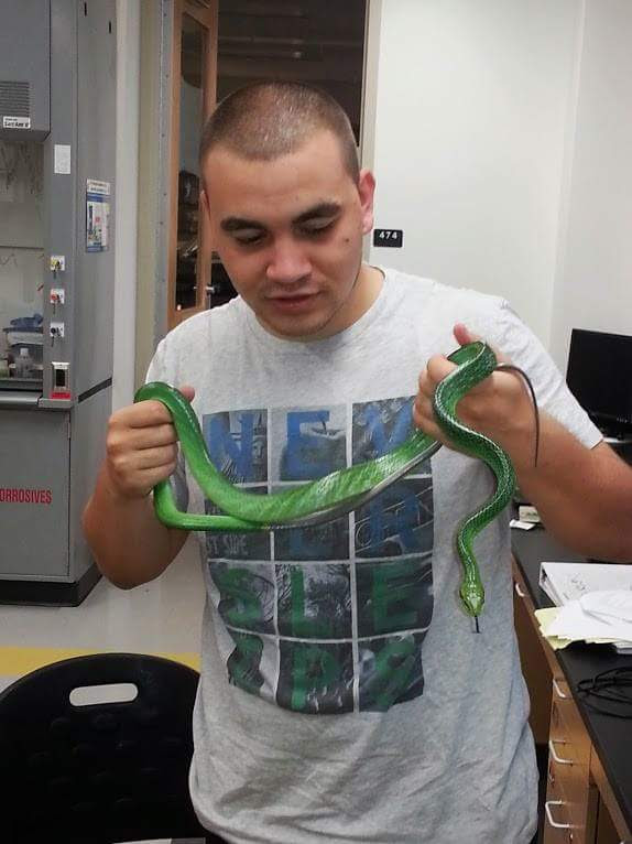  This beautiful rat snake (G onyosoma oxycephalum ) was used for a biogeography project.&nbsp; 